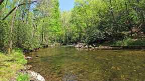 This Backcountry Stream has 3 species of WILD trout - 4 night Backpacking trip!