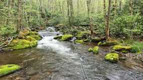 The most remote cabin in the Smokies is next to an amazing wild trout stream!