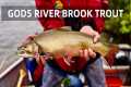 Gods River Brook Trout