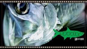Baby Tarpon on fly The Trail: A-Z