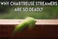Why Chartreuse Streamers Work for