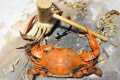 BLUE CRABS!!! How to catch crabs -