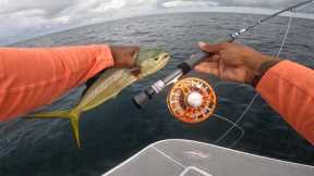 mahi mahi in the Gulf of Mexico, fly fishing in the intense summer heat